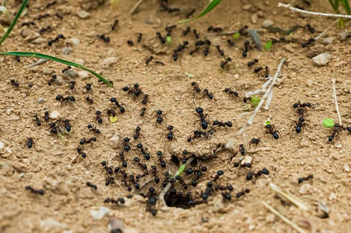 PRESENCE OF ANT NEST