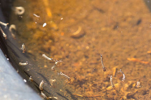 LARVAE IN STAGNANT WATER