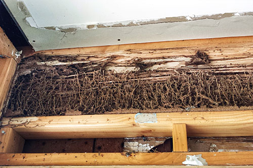 TERMITE GALLERIES